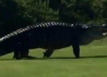 Alligator