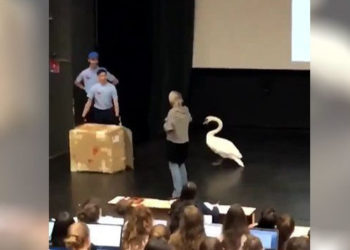 Cygne