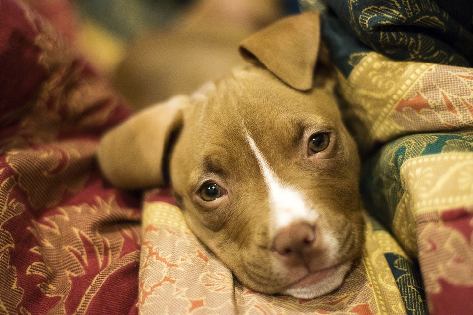 chiot
