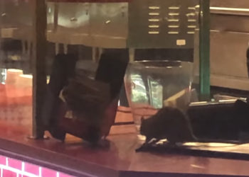 rats