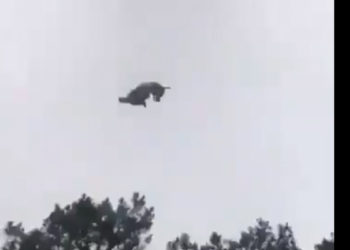 cochon