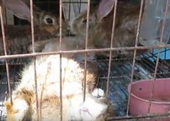 Coronavirus. Aymeric Caron décrit la nouvelle vidéo choc de PETA sur les marchés d’animaux  en Asie