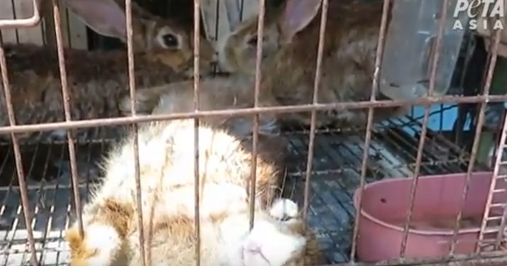 Coronavirus. Aymeric Caron décrit la nouvelle vidéo choc de PETA sur les marchés d’animaux  en Asie
