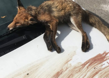 renard
