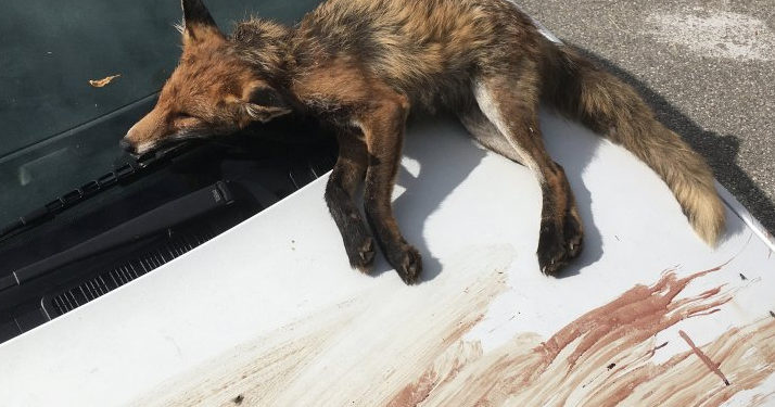 renard