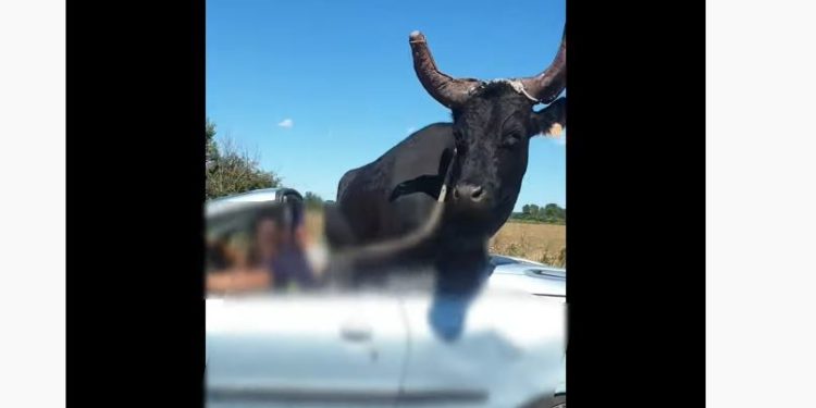 Insolite. (Vidéo) Un homme filmé en train de transporter un taureau à l’arrière de sa Peugeot 206
