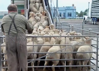 La nouvelle campagne PETA met en garde contre les dérives de la production de laine