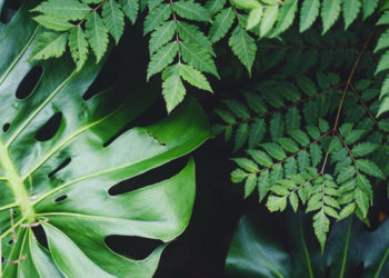 Plantes dépolluantes : améliorez l’air intérieur