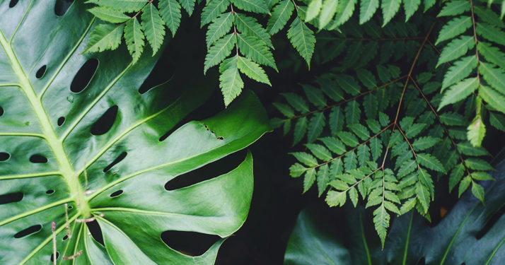 Plantes dépolluantes : améliorez l’air intérieur
