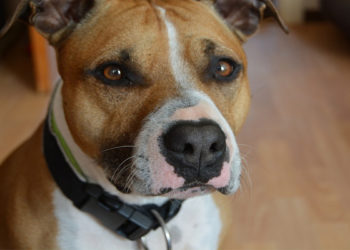 Marseille. Un enfant de 7 ans qui fêtait son anniversaire grièvement blessé par un chien