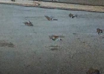 Italie : Des centaines d’oiseaux décèdent pendant la soirée du 31 décembre à Rome
