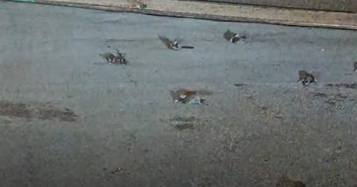 Italie : Des centaines d’oiseaux décèdent pendant la soirée du 31 décembre à Rome