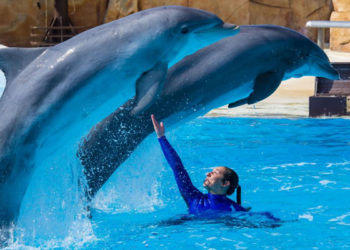 Parc Astérix : L’attraction delphinarium ferme ses portes