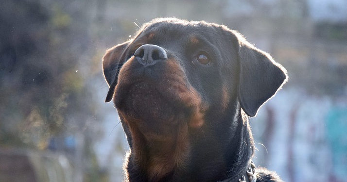 Tarn. L’adjointe au maire de Sénouillac retrouvée morte à son domicile aux côtés de ses deux Rottweillers