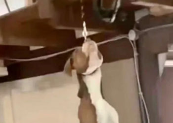 Bondy. Une jeune chienne staff découverte pendue au bout d’une laisse dans un local