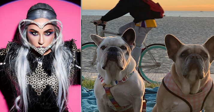 Les chiens de Lady Gaga ont été retrouvés