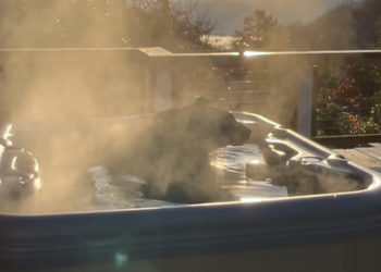 Insolite. Il filme un ours se relaxer dans son spas