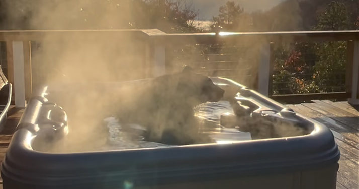 Insolite. Il filme un ours se relaxer dans son spas