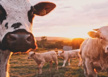 Le ministre de l’agriculture veut renforcer le patriotisme nutritionnel
