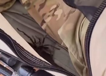 Un soldat se réveille aux côtés d’une gigantesque tarentule