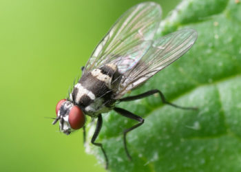 France. Les mouches, nouvelles bêtes noires des français cette année
