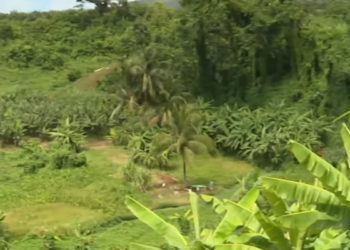 Antilles et chlordécone : Le cancer de la prostate bientôt considéré comme une maladie professionnelle