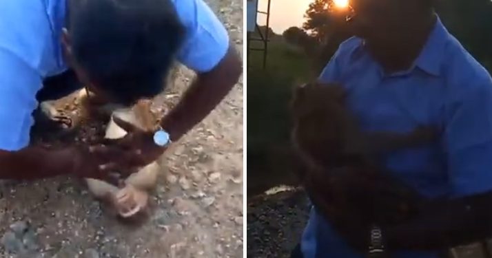 Inde. Un chauffeur de taxi sauve la vie d’un singe victime d’un malaise cardiaque