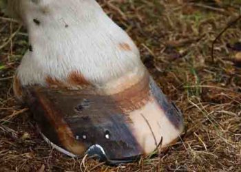 Belgique : un enfant de deux ans décède après avoir reçu un coup de sabot de cheval dans un manège de lierre