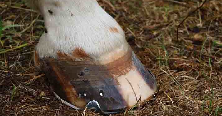 Belgique : un enfant de deux ans décède après avoir reçu un coup de sabot de cheval dans un manège de lierre