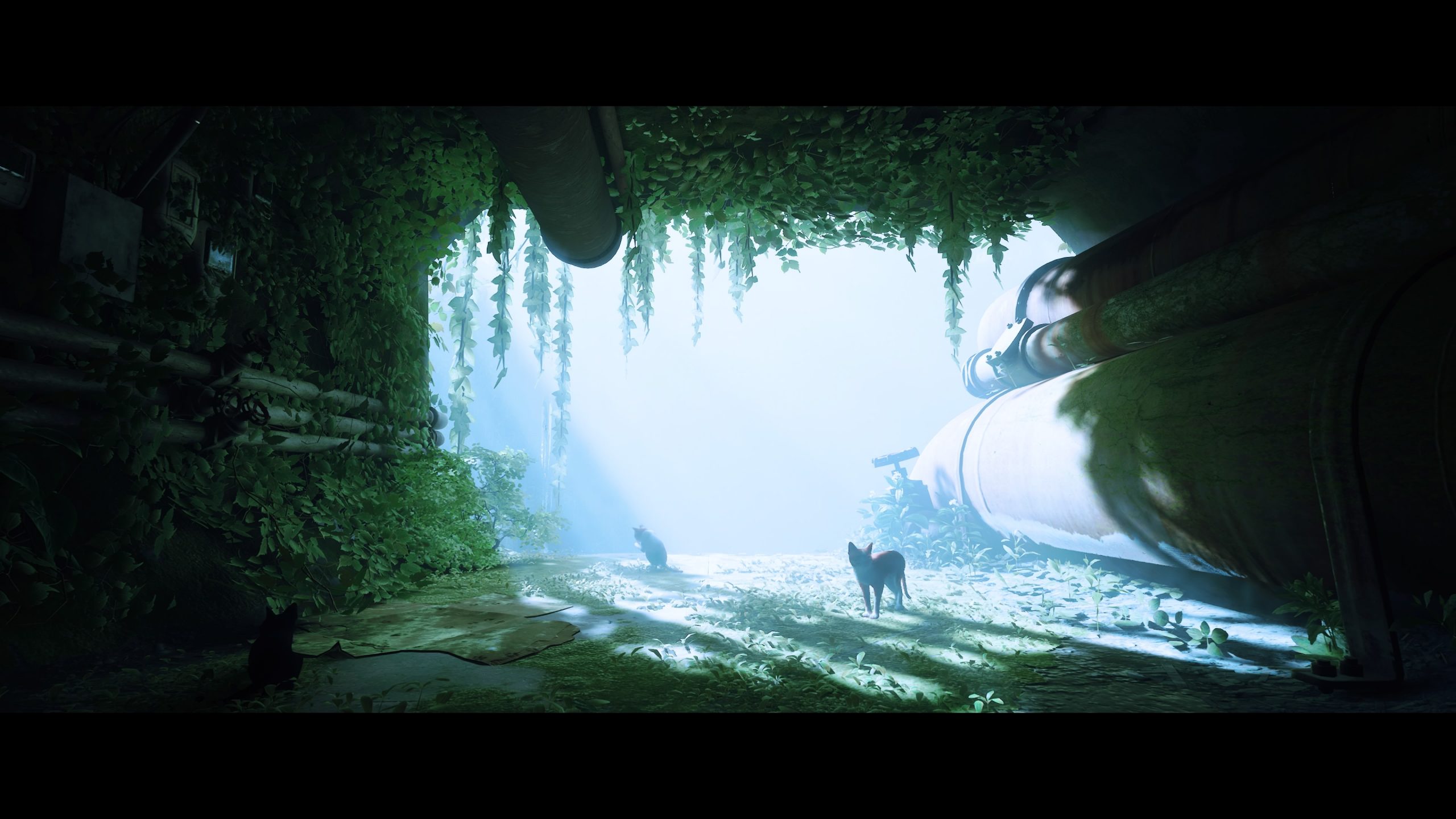 Stray - Test Actu-Mag.fr