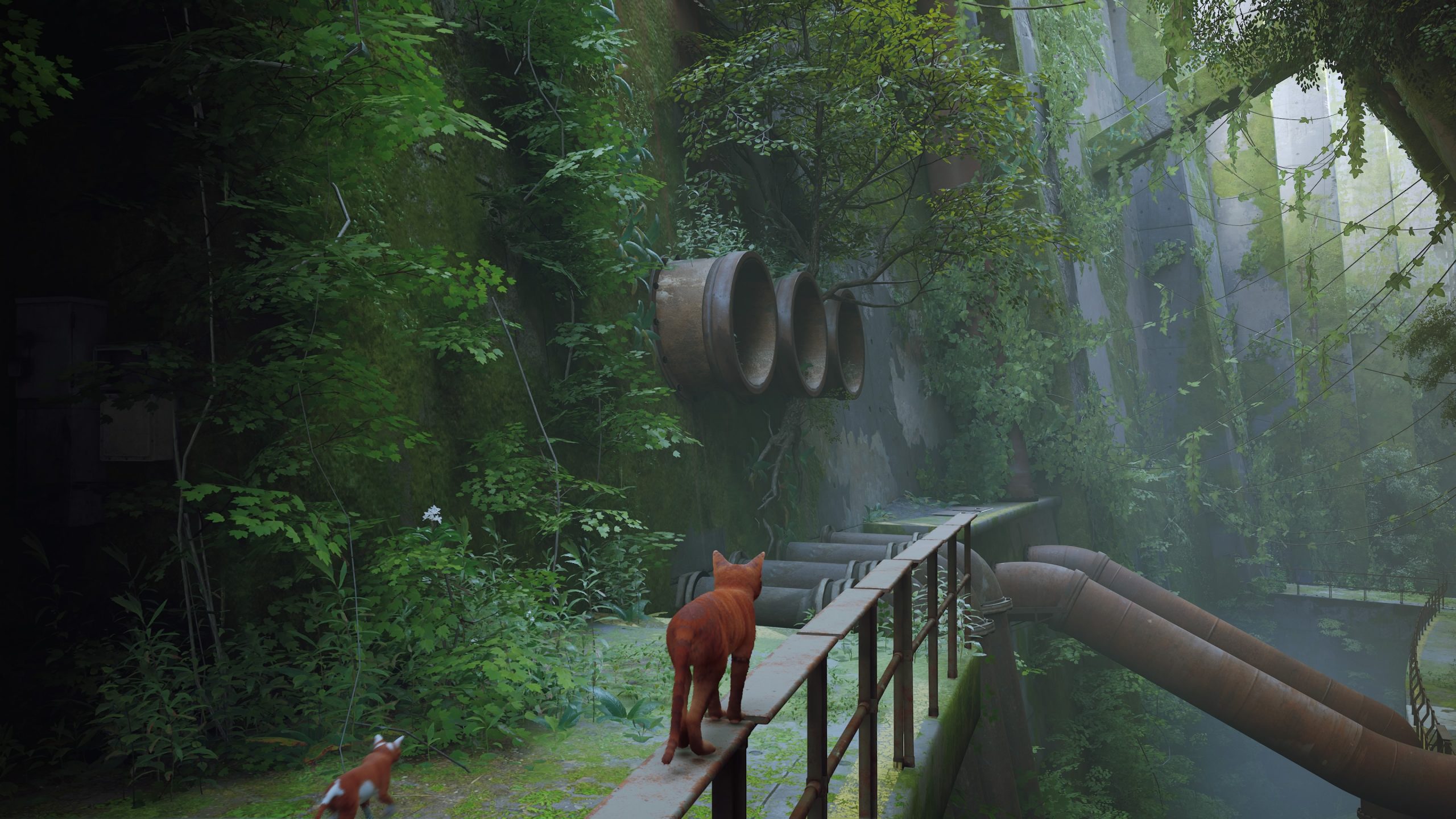 Stray - Test Actu-Mag.fr