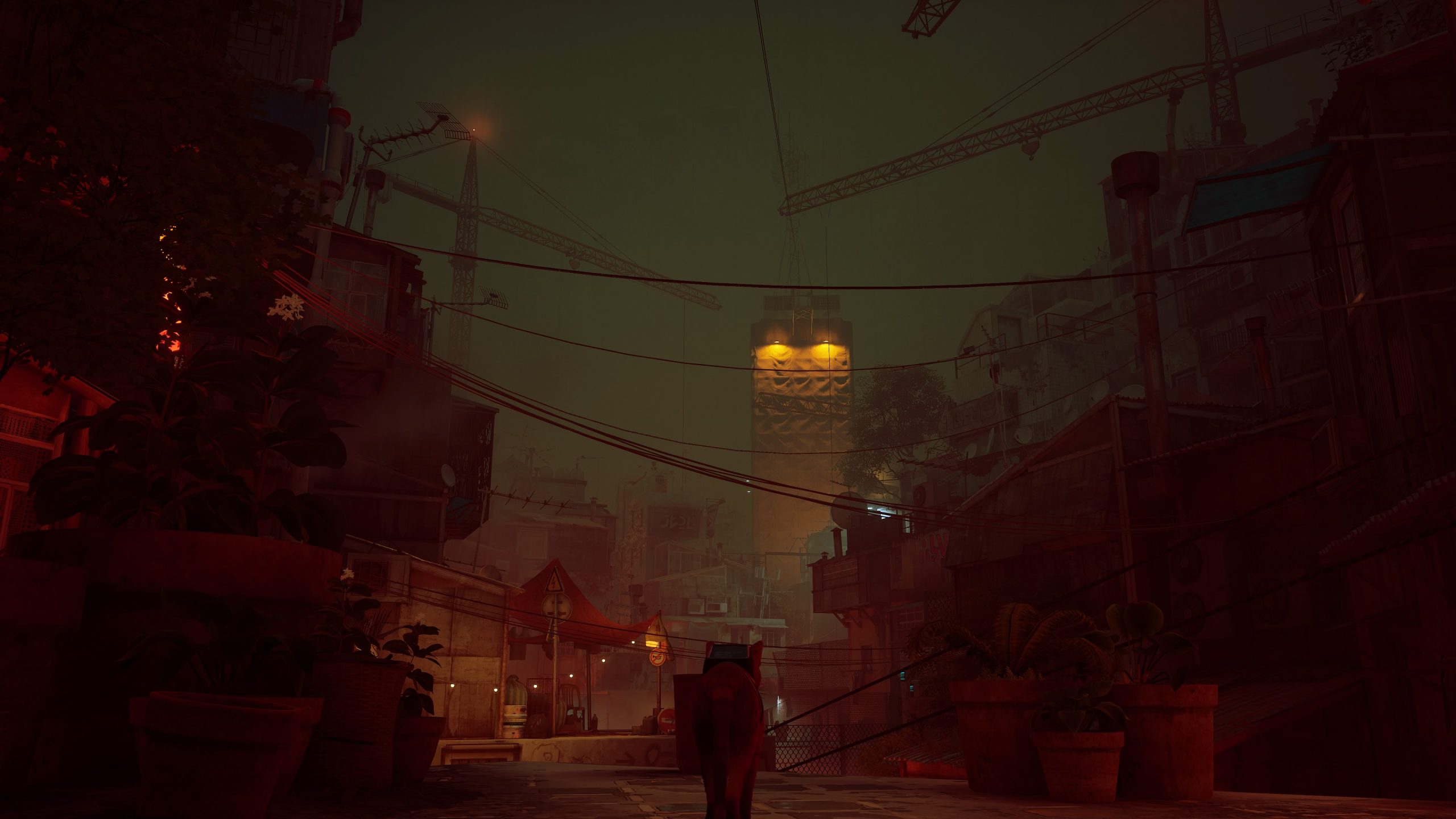 Stray - Test Actu-Mag.fr