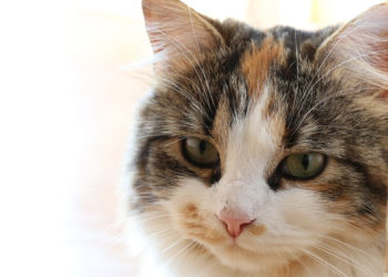 chat