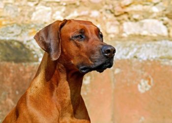 chien