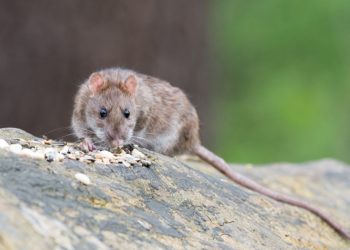 rat