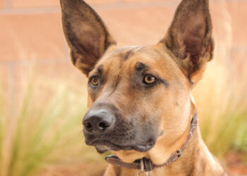 Malinois