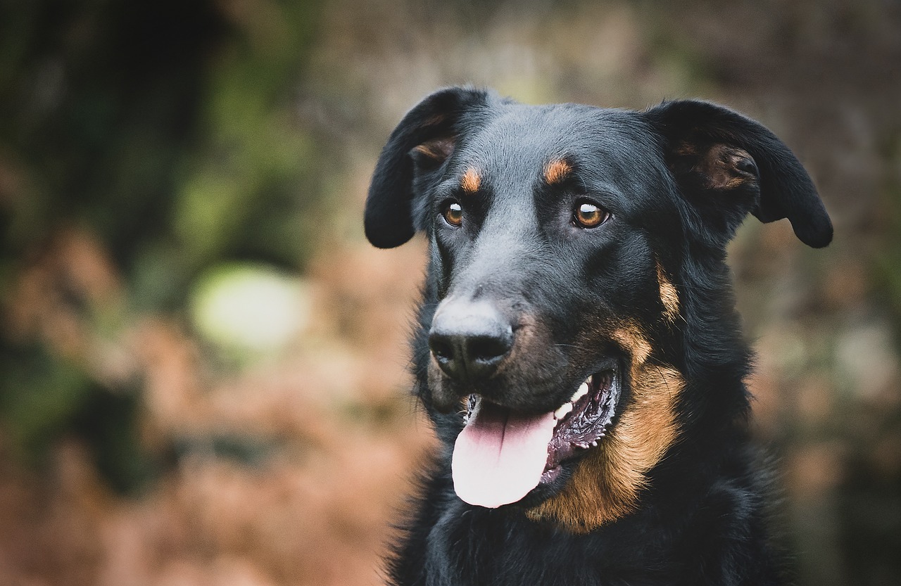 Essonne : Ils cambriolent la maison et tuent le chien de la famille