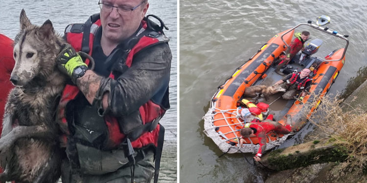 Seine-Maritime : les pompiers sauvent un Husky à la dérive dans la Seine