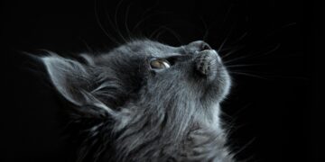 Insolite : après 12 ans d’errance, une chatte parcourt 300 km pour retrouver son maître