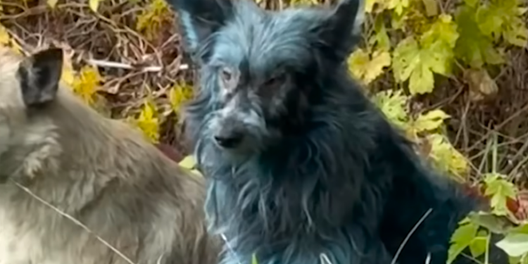 Dans l’ombre de Tchernobyl : ces chiens qui survivent à la radioactivité