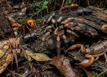Top 5 des pays avec le plus d&rsquo;insectes : destinations, risques et conseils