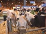 49 EME SALON INTERNATIONAL DE L AGRICULTURE 4