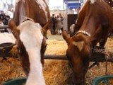 49 EME SALON INTERNATIONAL DE L AGRICULTURE 5