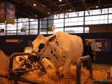 49 EME SALON INTERNATIONAL DE L AGRICULTURE 6