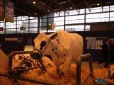 49 EME SALON INTERNATIONAL DE L AGRICULTURE 7