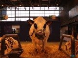 49 EME SALON INTERNATIONAL DE L AGRICULTURE 8