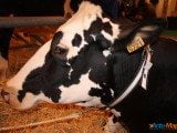 49 EME SALON INTERNATIONAL DE L AGRICULTURE 10