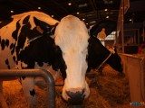 49 EME SALON INTERNATIONAL DE L AGRICULTURE 11