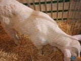 49 EME SALON INTERNATIONAL DE L AGRICULTURE 13