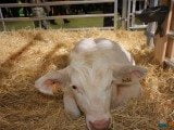 49 EME SALON INTERNATIONAL DE L AGRICULTURE 14